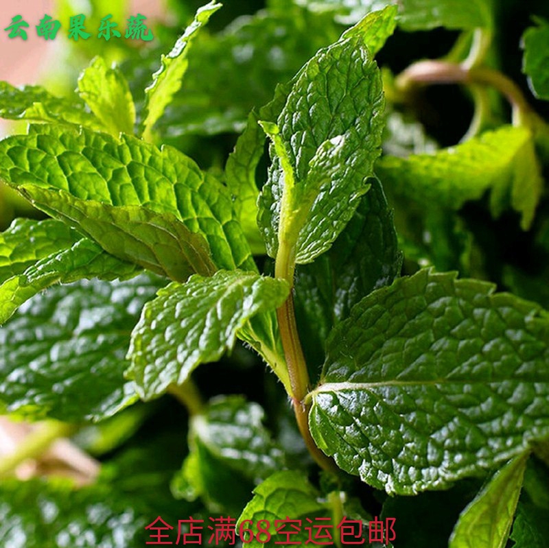 云南新鲜薄荷叶300g新鲜蔬菜莫吉托鸡尾酒调酒香料